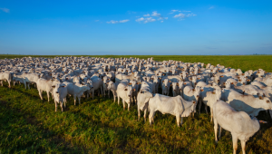 Brasil conquista novas aberturas comerciais e amplia exportações do agronegócio para o Líbano e a Tanzânia