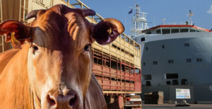 Brasil deve atingir recorde histórico na exportação de gado vivo em 2025, com destaque para embarques destinados ao Oriente Médio e Norte da África.