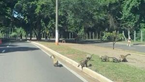 Quatis foram vistos na manhã deste domingo circulando entre ciclistas e pedestres no Parque dos Poderes