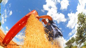 Soja lidera a produção agropecuária do estado, representando mais de 34% do valor total em 2025