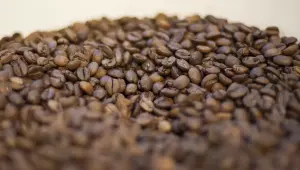 Café brasileiro representa mais de 30% do consumo dos EUA; Brasil pode se beneficiar com possível redução de tarifas