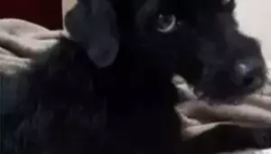 Luna, em foto divulgada após poo desaparecimento (Foto: Redes Sociais) 