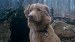 O cão Indy é o astro do filme de terror 'Bom Menino' 