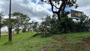 Arvores e diversas estruturas foram destruídas com a tempestade do último domingo (2)