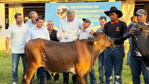 Produtores de MS recebem gado com genética melhorada durante evento em Campo Grande pelo programa Proleite.