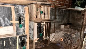 Galos foram encontrados feridos e usados em rinha clandestina em Chapadão do Sul