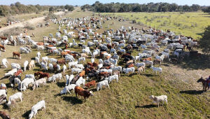 Rebanho pantaneiro dentro do Programa Carne Sustentável/MS: mais de 205 mil animais abatidos sob protocolo orgânico e sustentável em 2025.