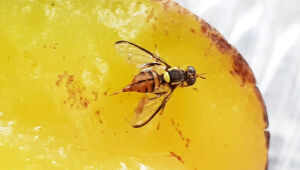 Mosca-da-carambola ameaça a produção de frutas e motivou criação de centro nacional de emergência