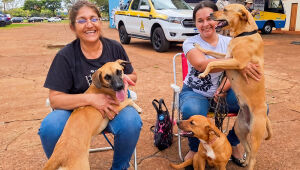 Caravana da Castração leva atendimento veterinário gratuito e ações educativas a municípios de MS