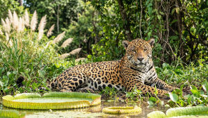 Mato Grosso do Sul começa 2026 em evidência no turismo de natureza