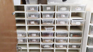 Polícia encontrou cobras adultas, filhotes e ovos prontos para eclodir em Assis (SP)