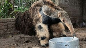 Tamanduá-bandeira se alimenta em centro de reabilitação, símbolo dos esforços de preservação da fauna no Pantanal.