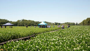 Tour das cultivares de soja
