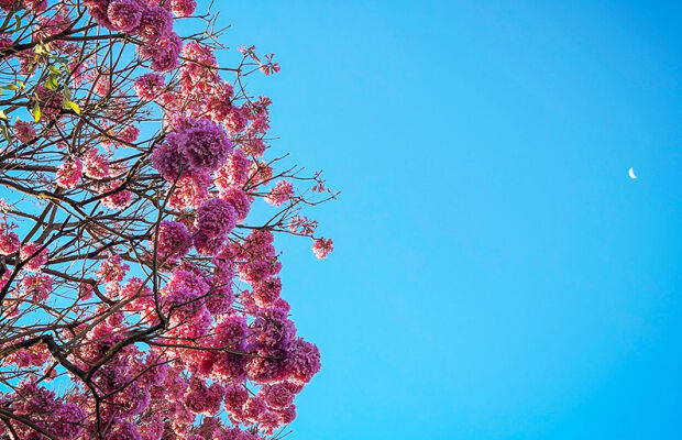 Domingo terá calor de até 39°C e baixa umidade em MS