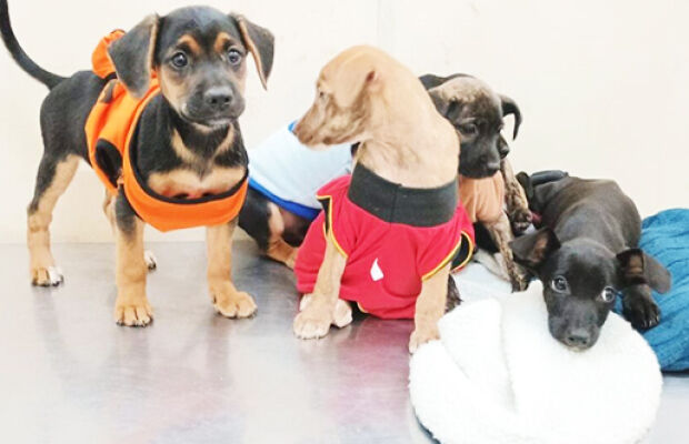 Adoção de cães resgatados é promovida pela Prefeitura neste domingo