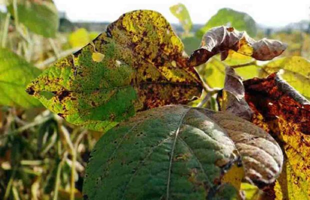 MS concentra 31% dos casos de ferrugem asiática e tem 2ª maior alta do país