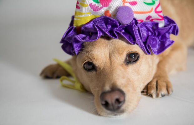 Exposição a multidões no carnaval traz riscos à saúde dos animais