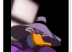 Melania Trump ganha versão animada: usuário compara chapéu ao do personagem Darkwing Duck.