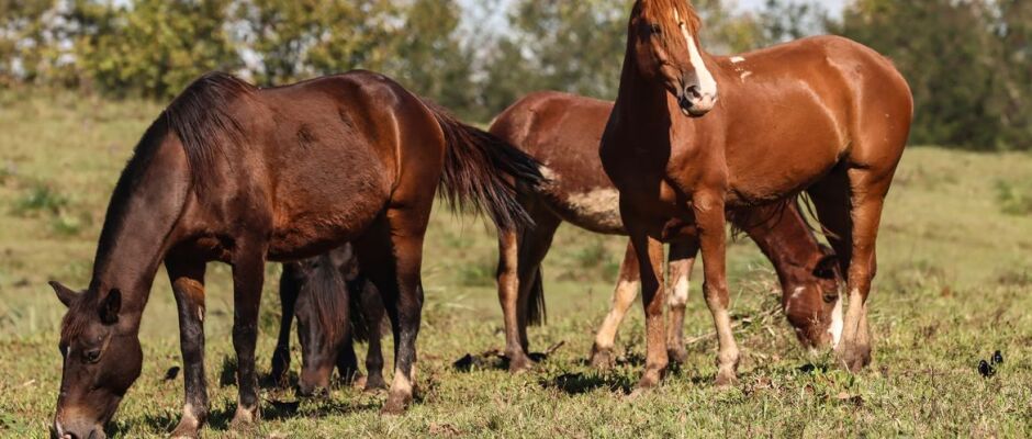 Ração contaminada mata 245 equinos em quatro estados