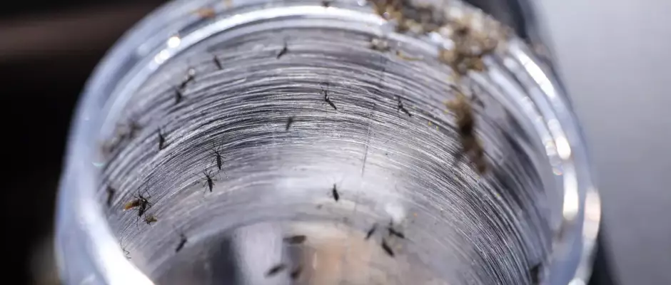 Governo realiza Dia D contra a dengue neste sábado e confirma vacina brasileira para 2026