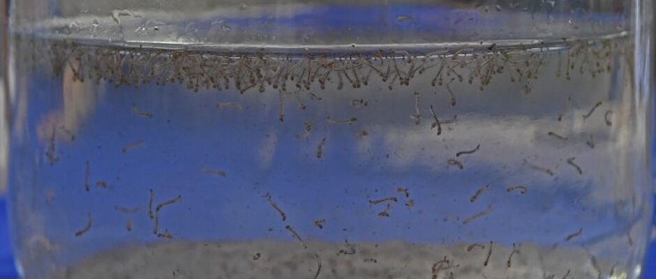 MS registra 8.319 casos confirmados de dengue