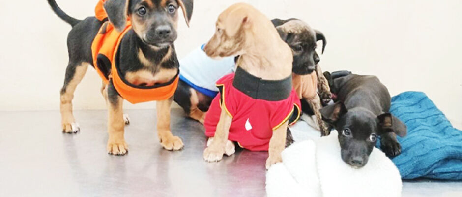 Última feira de adoção do ano acontece neste domingo em Campo Grande