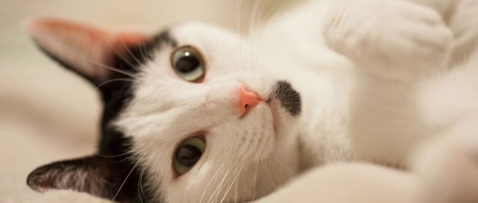 Conselho de Veterinária alerta para avanço de doença que afeta gatos 