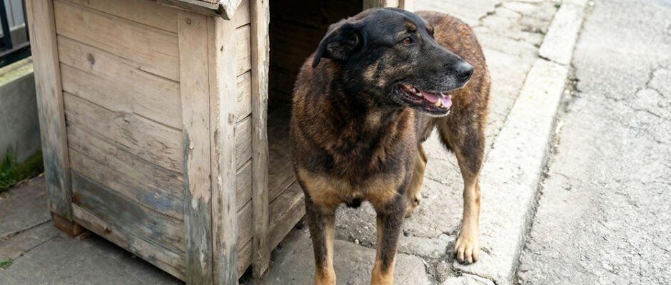 Caso do cão Orelha acelera projetos contra maus-tratos no Senado em 2026