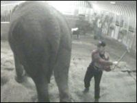 A elefante tem 57 anos e é a única que vive em um circo no país