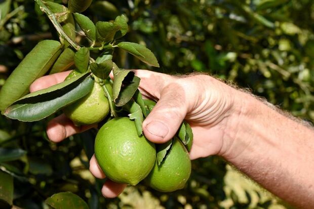 Segundo o especialista a receita média é de R$ 30 mil por hectare ao ano