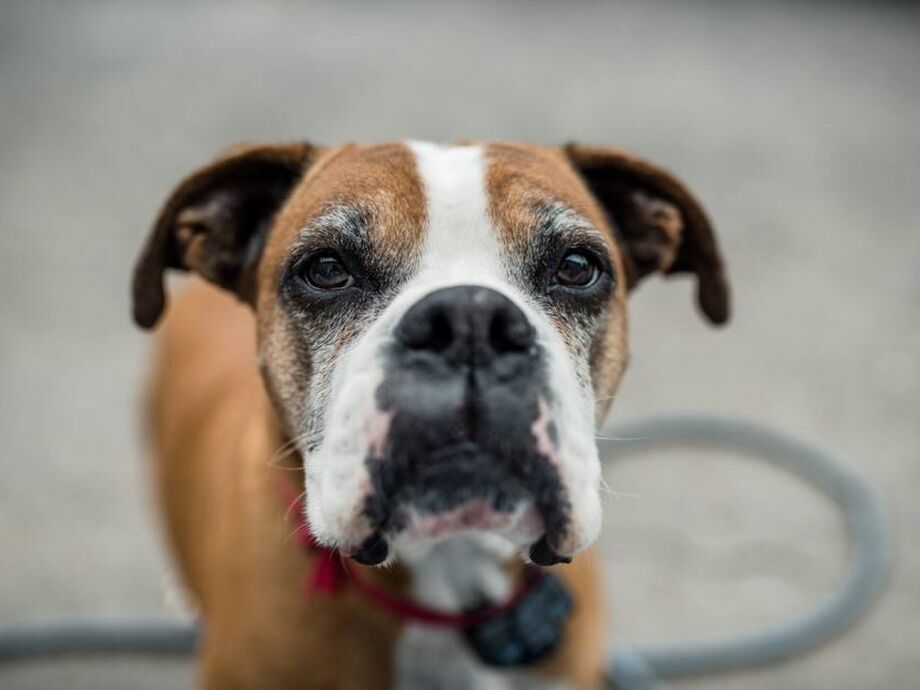Cães têm 300 milhões de receptores olfativos, enquanto os humanos possuem seis milhões