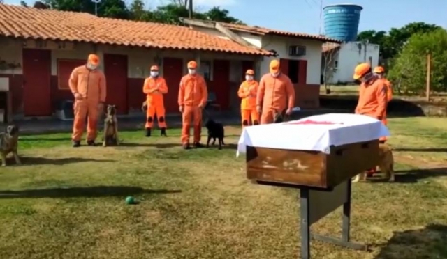 O cão de resgate Luck, que atuava com bombeiros, recebeu uma homenagem após sua morte