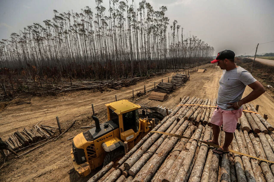 Plantação de eucalipto queimada