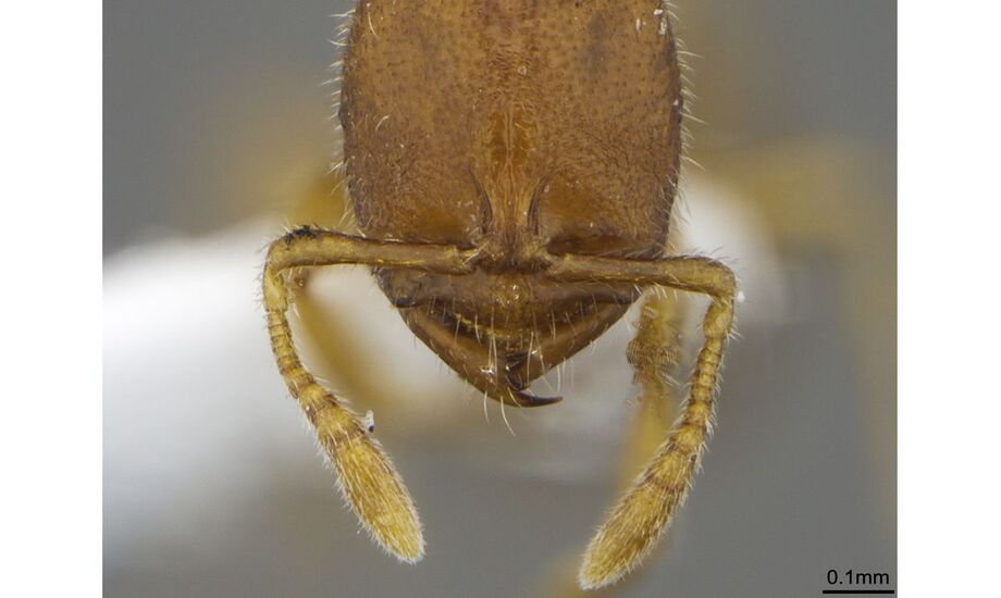 As formigas identificadas vivem apenas em locais de floresta densa