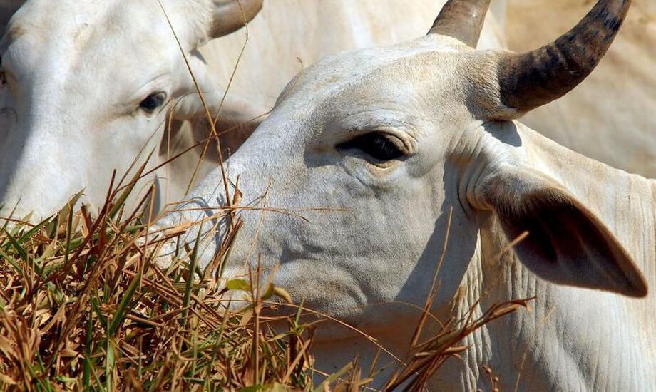 Até o momento, 18 dos 23 estados que precisam vacinar seus rebanhos entraram no balanço