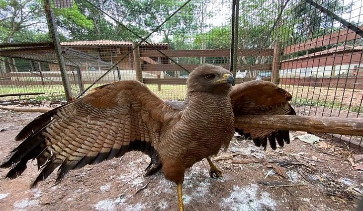 Além do atendimento emergencial aos animais feridos, a equipe do CRAS também prepara alimentação a base de frutas e verduras