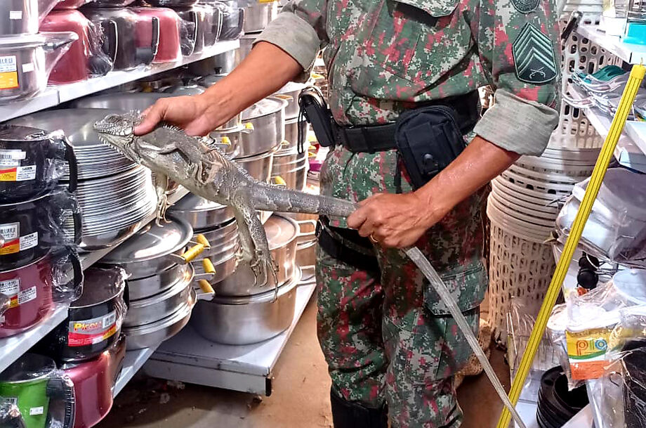 A dona de uma loja de variedades em Coxim encontrou uma Iguana em uma prateleira da loja