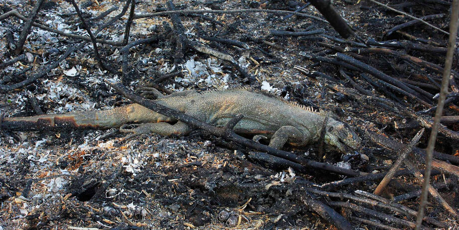 O bioma Pantanal abriga uma abundante riqueza, de acordo com o Ministério do Meio Ambiente são mais de 800 espécies vivendo no bioma