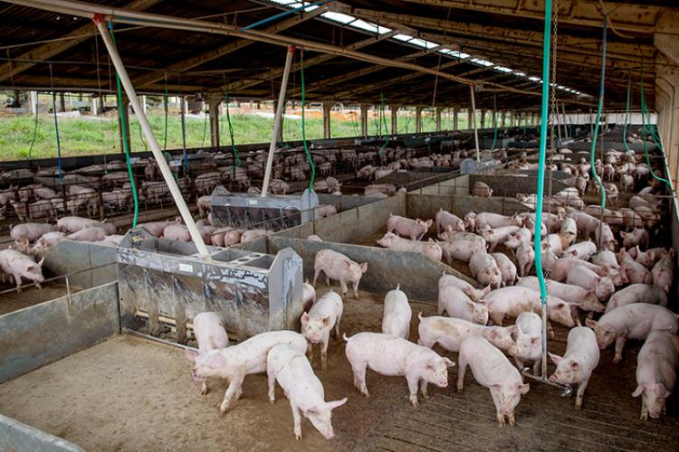Criação de suínos ampliou este ano para atender mercados asiáticos