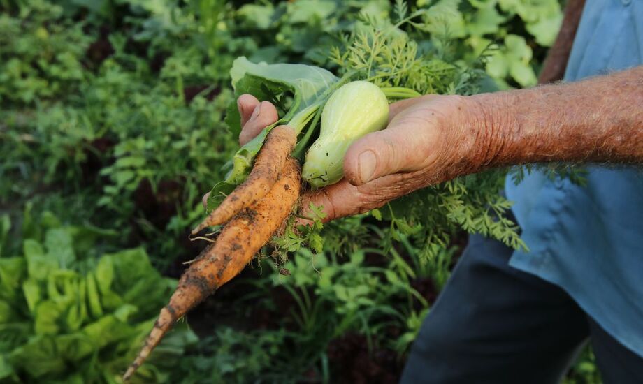 O governo federal destinará R$ 72,9 milhões aos estados e Distrito Federal para o Programa de Aquisição de Alimentos (PAA)
