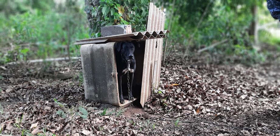O animal e era mantido preso amarrado à beira de mata ciliar há pelo menos oito meses, como forma de alertar quanto à aproximação indesejada através da mata de eventuais criminosos