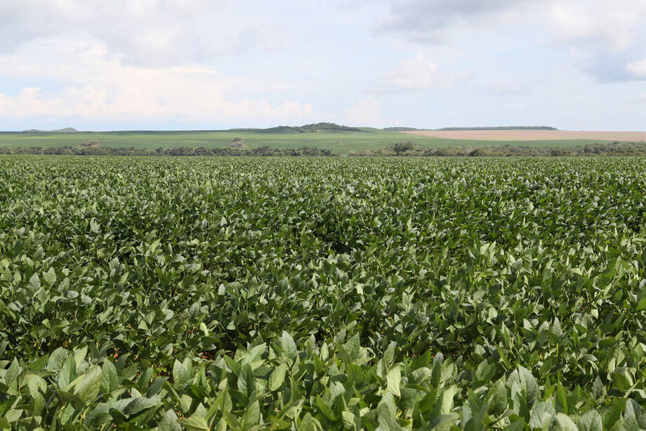 Agricultura teve alta de 14,6% na média diária das exportações do mês de agosto