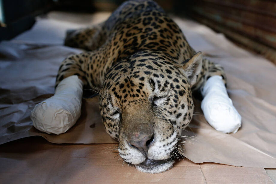 Ousado ficou sob cuidados da ONG, referência no País na atenção a felinos de grande porte.