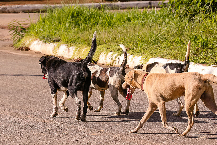 Ver animais nas ruas de Campo Grande se tornou cotidiano