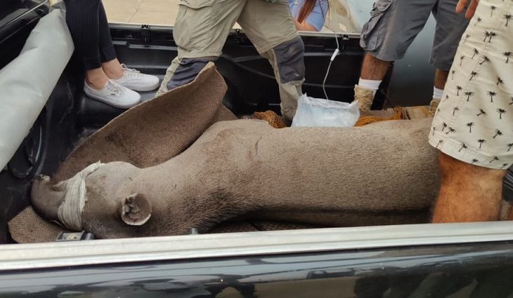 A anta foi encontrada em uma área queimada na Serra do Amolar, Pantanal de Corumbá