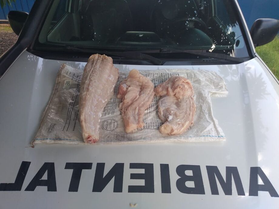 Pedaços de carne de jacaré