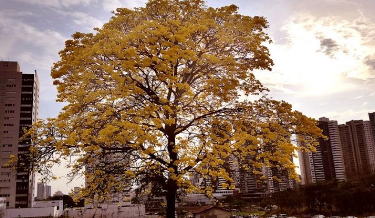 O clima estará agradável com as temperaturas podendo registrar mínima de 16°C e máxima de 33°C.