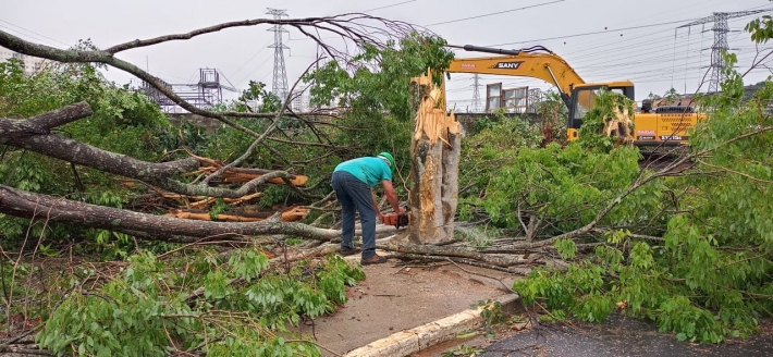 Mais de 200 árvores foram cortadas para obra em São José dos Campos