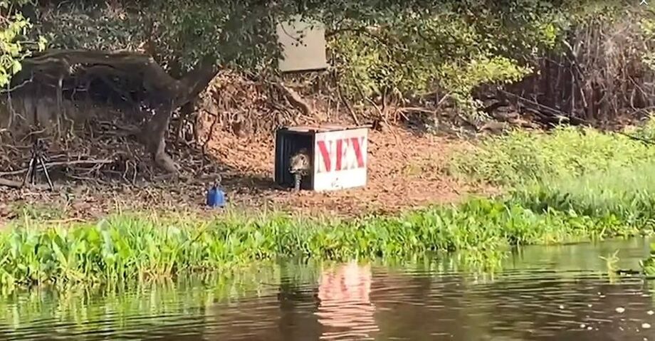 Onça-pintada Ousado é reinserida no Pantanal