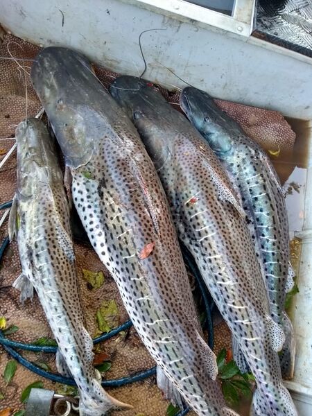 Um outro pescador já foi identificado e também será autuado com multa no mesmo valor